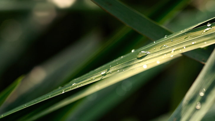 Wassertau, Fotografie, Natur, Pflanzen, Blätter, Makro, Wassertropfen, HD-Hintergrundbild