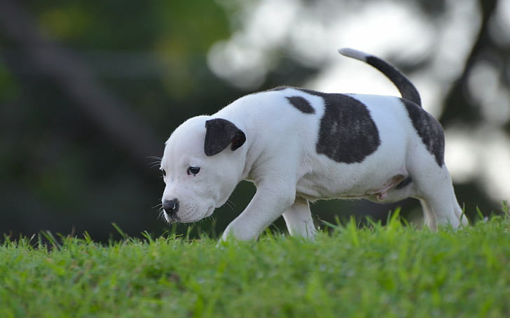 American Staffordshire terrier cachorro, cachorro de pitbull terrier americano blanco y negro, perro, cachorro, niño pequeño, caminar, American staffordshire terrier, Fondo de pantalla HD