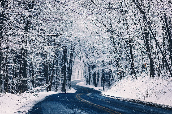route vide avec des arbres fanés couverts de neige, route, paysage, hiver, neige, arbres, Fond d'écran HD