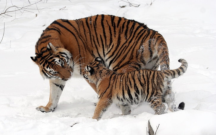 животные, птенцы, тигр, снег, HD обои