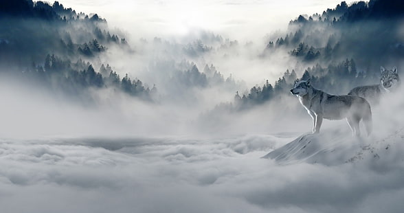 deux loups gris, loup, loups, prédateurs, brouillard, neige, montagnes, Fond d'écran HD HD wallpaper