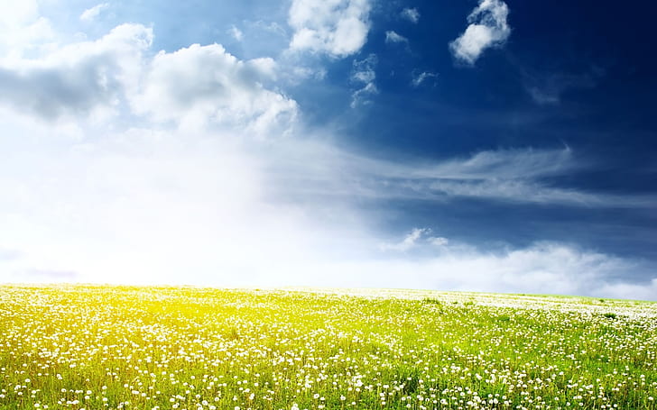 Одуванчик Field HD, фотография цветочного поля в солнечный день, природа, поле, одуванчик, HD обои