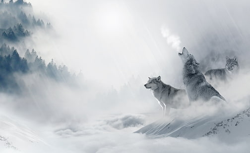 オオカミの遠lingえ、3つのオオカミ、エアロ、クリエイティブ、冬、野生、デザイン、Photoshop、フォレスト、ミスト、オオカミ、ハウリング、雪、神秘的、おとぎ話、オオカミ、野生動物、photomanipulation、 HDデスクトップの壁紙 HD wallpaper