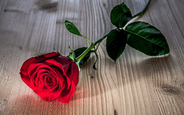 Czerwony kwiat róży, drewniany stół, czerwony, róża, kwiat, drewniany, stół, Tapety HD