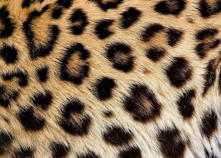 สิ่งทอลายเสือดาวสีดำและสีน้ำตาลพื้นผิวขนสัตว์จุดเสือดาวขน, วอลล์เปเปอร์ HD