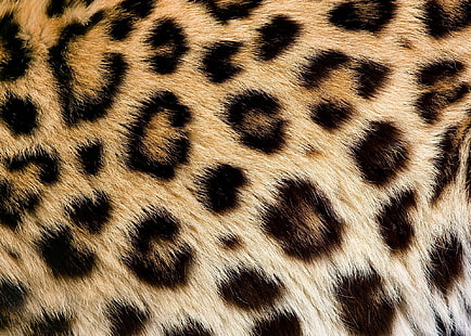 สิ่งทอลายเสือดาวสีดำและสีน้ำตาลพื้นผิวขนสัตว์จุดเสือดาวขน, วอลล์เปเปอร์ HD HD wallpaper