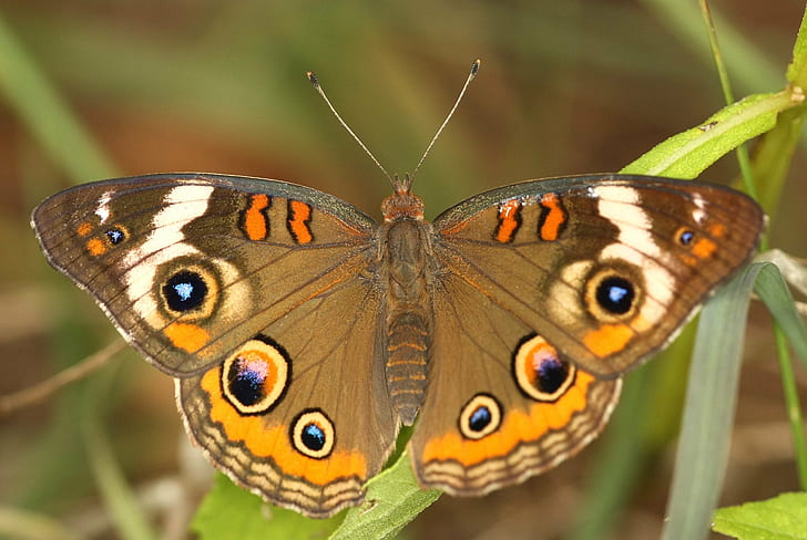 close-up photo of brown, blue, and white Butterfly, common buckeye, common buckeye, Common Buckeye, close-up, photo, brown, blue, white Butterfly, Macro, Life, junonia coenia, Richmond County, insect, nature, butterfly - Insect, animal, animal Wing, beauty In Nature, multi Colored, wildlife, summer, HD wallpaper