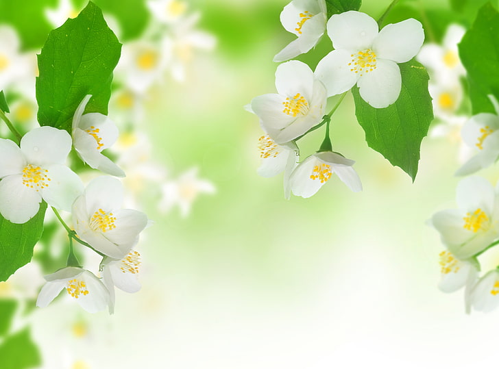 fleurs de cerisier blanches, feuilles, fleurs, fraîcheur, beauté, branche, printemps, étamines, blanc, jasmin, humeur douce, esprit tendre, Fond d'écran HD