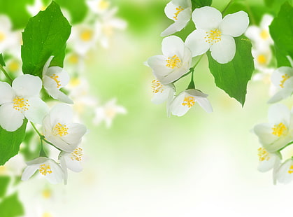 белая вишня, листья, цветы, свежесть, красота, ветка, весна, тычинки, белый, жасмин, нежное настроение, нежный дух, HD обои HD wallpaper