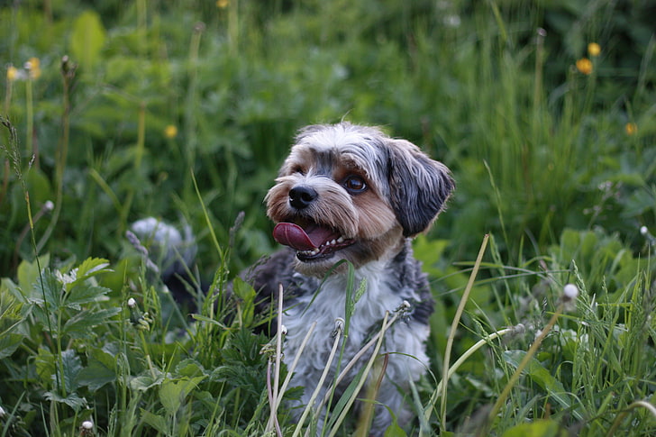 черно-белая короткошерстная собака, собака, счастливая, трава, HD обои