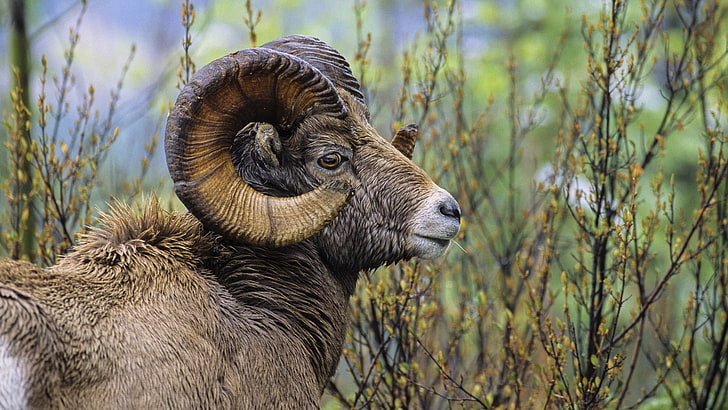 brown goat, sheep, grass, horn, head, HD wallpaper