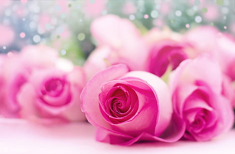 Bokeh rosa chiaro delle rose, rose rosa, sveglio, rose, rosa, luce, bokeh, Sfondo HD HD wallpaper