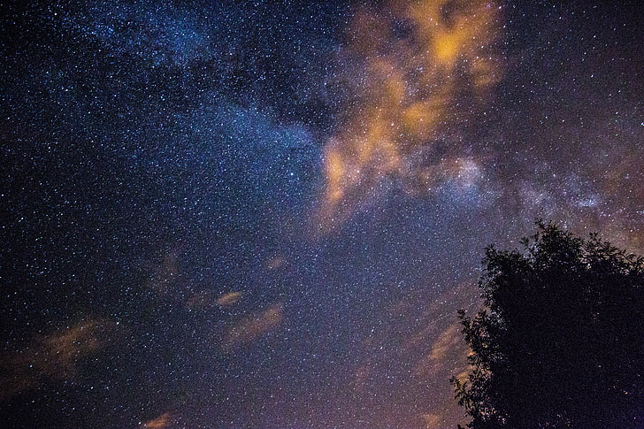 silhueta da fotografia da árvore, céu estrelado, estrelas, noite, árvore, HD papel de parede