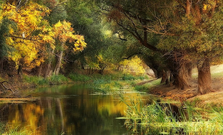 Hungria, outono, rio, árvores, amarelo, verde, água, natureza, paisagem, HD papel de parede