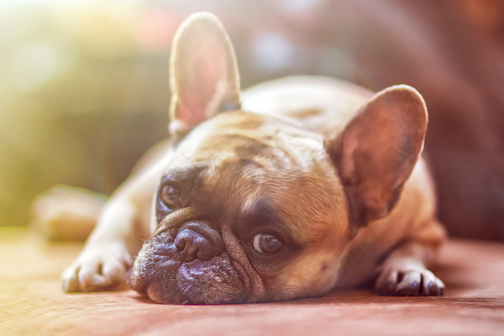 short-coated brown dog, french bulldog, dog, face, eyes, sadness, HD wallpaper