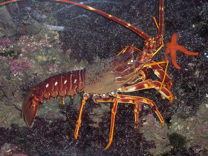 Animal, Lobster, Spiny Lobster, HD wallpaper