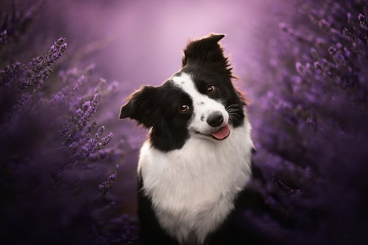 face, smile, dog, lavender, bokeh, The border collie, HD wallpaper