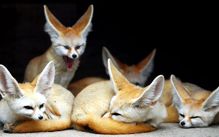 Foxes family, Foxes, Family, HD wallpaper