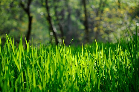 зеленая трава, трава, газон, ярко, HD обои HD wallpaper