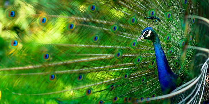 green and blue peacock, chicken, chicken, Glorified, Chicken, green, blue peacock, display, feathers, bokeh, denver  zoo, nikon  d800, nikkor, f/2.8, VR, peacock, bird, feather, animal, nature, wildlife, multi Colored, green Color, blue, male Animal, beak, tail, vibrant Color, close-up, colors, HD wallpaper