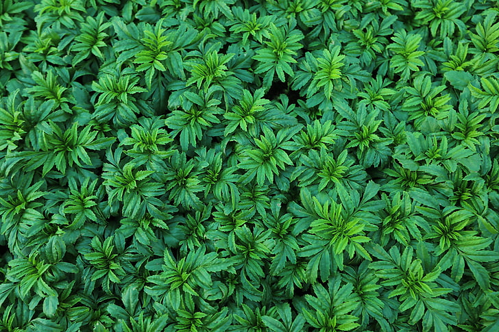 green leaf plant, leaves, plant, bushes, HD wallpaper