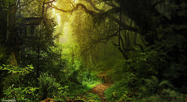 Deep Within, forest wallpaper, Nature, Forests, Green, Trees, Light, House, Forest, Golden, Path, HD wallpaper
