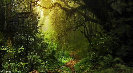 Nel profondo, foresta sfondo, natura, foreste, verde, alberi, luce, casa, foresta, d'oro, percorso, Sfondo HD HD wallpaper