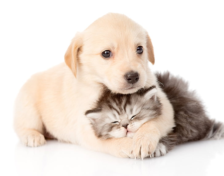 動物、猫と犬、動物の赤ちゃん、猫、犬、子猫、子犬、 HDデスクトップの壁紙