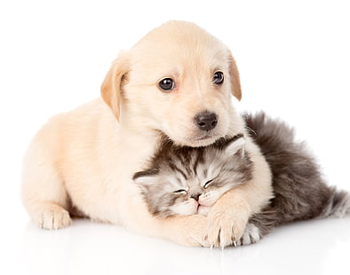 동물, 고양이 & 개, 아기 동물, 고양이, 개, 고양이 새끼, 강아지, HD 배경 화면 HD wallpaper