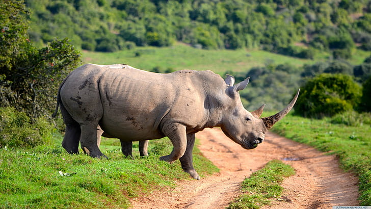bianco, rinoceronte, 4k foto, hd, ultrabhd, Sfondo HD
