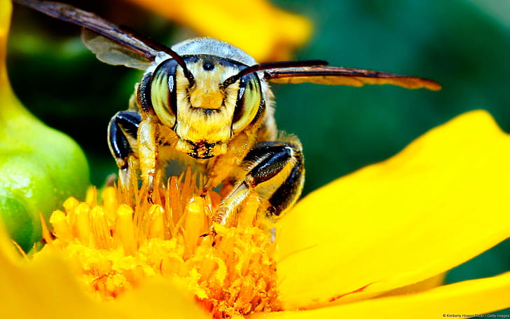Пчела и Цвете, пчела на цветно клеймо, Цвете, Пчела, HD тапет