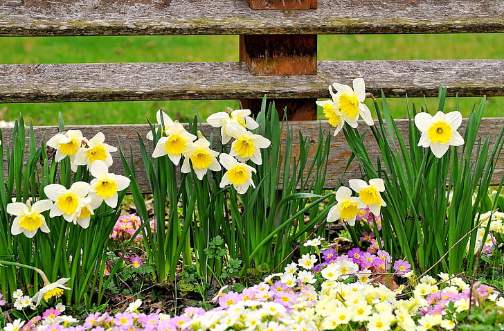 piante di fiori bianchi e gialli, narcisi, primule, fiori, recinzione, primavera, Sfondo HD