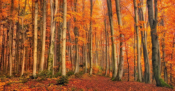 осень, лес, листья, кустарники, деревья, мох, золото, природа, пейзаж, оранжевый, HD обои