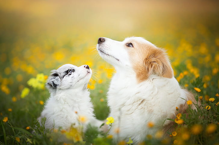 dog, nature, looking up, flowers, animals, HD wallpaper