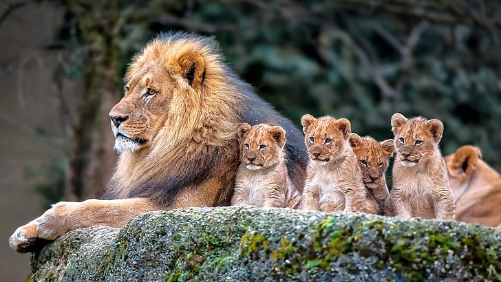 животни, бозайници, лъв, малки, бебета животни, HD тапет