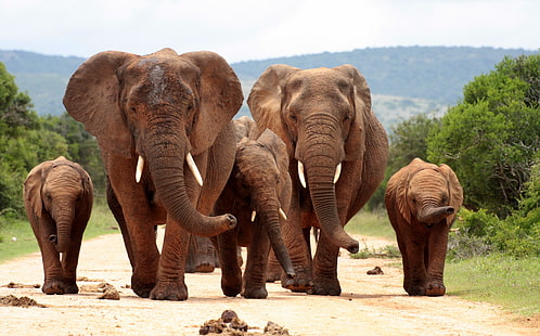 животные, млекопитающие, слон, HD обои HD wallpaper