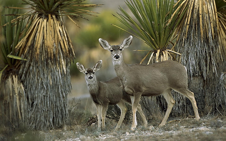 Dos ciervos marrones, antílopes, pareja, desierto, Chihuahua, México, Fondo de pantalla HD