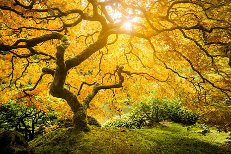 слънце изгрява през дървото през деня, Дървото на живота, слънцето, издигането, през деня, Creative Commons, Портланд японска градина, градински клен, цвят на есента, слънчев изблик, листа, красив, дърво, природа, есен, гора, листа, жълто, на открито, пейзаж, клон, оранжев Цвят, сезон, живопис, слънчева светлина, гориста местност, HD тапет HD wallpaper