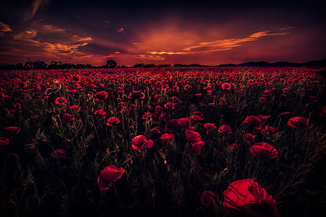 Bidang Poppy, Matahari Terbenam, bunga poppy Merah, 5K, Wallpaper HD HD wallpaper