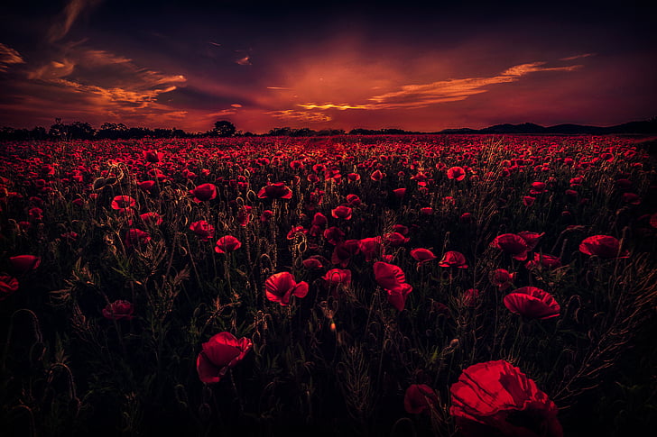 Poppy Field, Sunset, Red poppies, HD, 5K, HD wallpaper