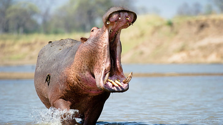 Hippopotamus, South Luangwa N.P., Zambia, Hewan, Wallpaper HD