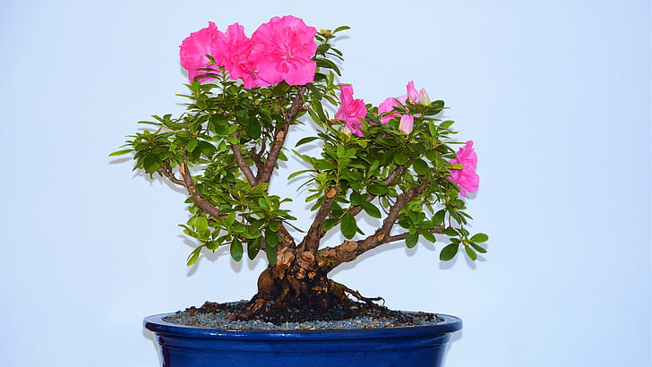 Earth, Bonsai, Flower, Pink Flower, Pot Plant, Tree, HD wallpaper