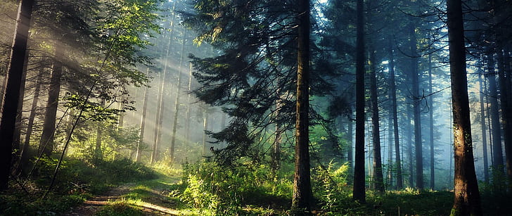 ultra-wide, nature, forest, sun rays, trees, photography, HD wallpaper