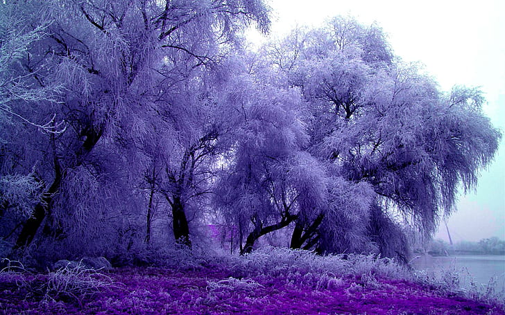 Winter Trees Feathery Splendor, trees, nature, purple, winter, nature and landscapes, HD wallpaper