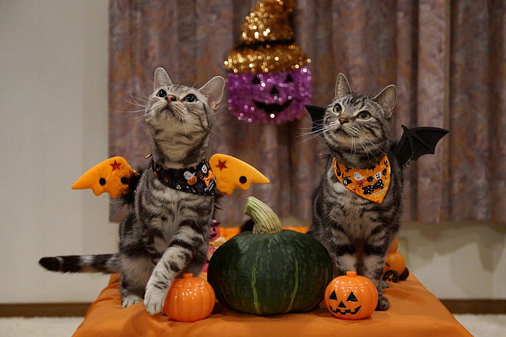 Holiday, Halloween, Cat, HD wallpaper
