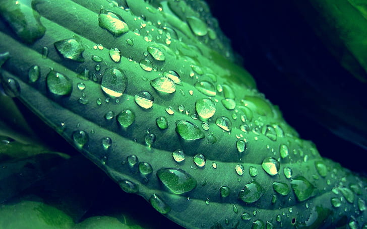 Dew on a green leaf, green leaf, photography, 1920x1200, leaf, HD wallpaper