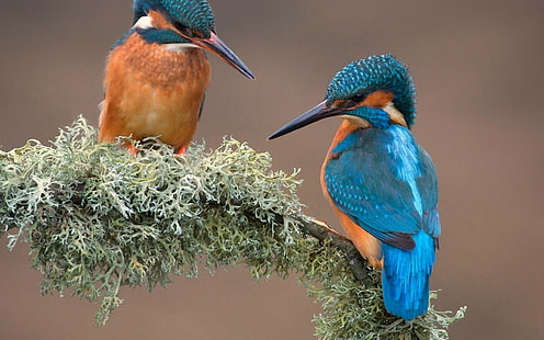 kingfisher, birds, branch, animals, HD wallpaper HD wallpaper