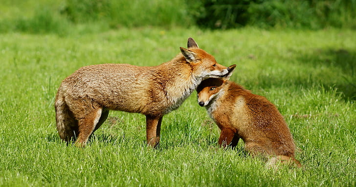 dois raposa marrom, raposa, raposa, aliciamento, marrom, British Wildlife Centre, Newchapel Surrey, Vulpes, aparar, animal, animais selvagens, mamífero, natureza, raposa vermelha, grama, animais Em estado selvagem, carnívoro, cão selvagem, HD papel de parede