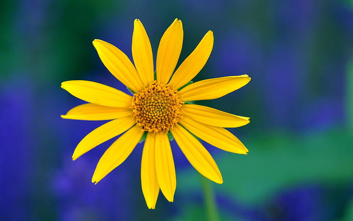 Gelbe Blume, Blumenblattmakro, unscharfer Hintergrund, gelbe Sonnenblume, Gelb, Blume, Blumenblätter, Makro, verwischt, Hintergrund, HD-Hintergrundbild