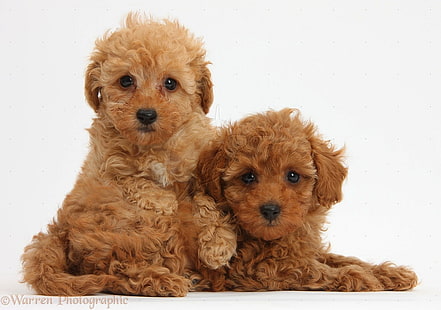 cute, dog, poodle, puppies, HD wallpaper HD wallpaper